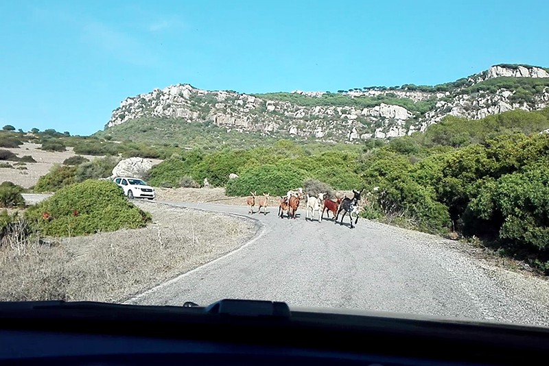 Roadtrip - Bilan - Lamas on the road - Olamelama blog