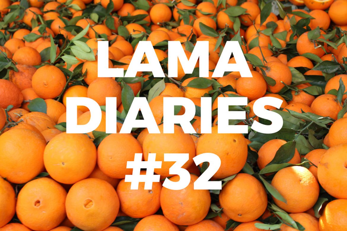 Lama Diaries #32 - Février 2019